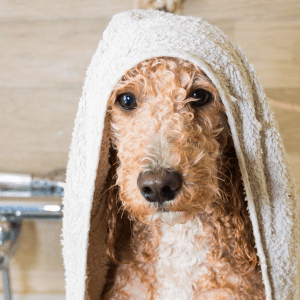 Grooming and Hygiene
