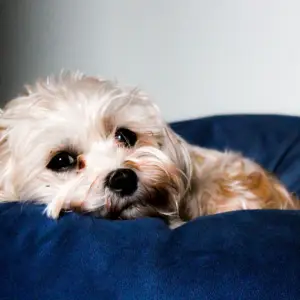 Beds and Comfort