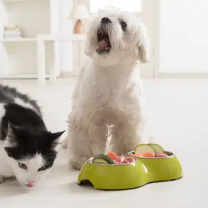 Food and Pet Feeding Essentials